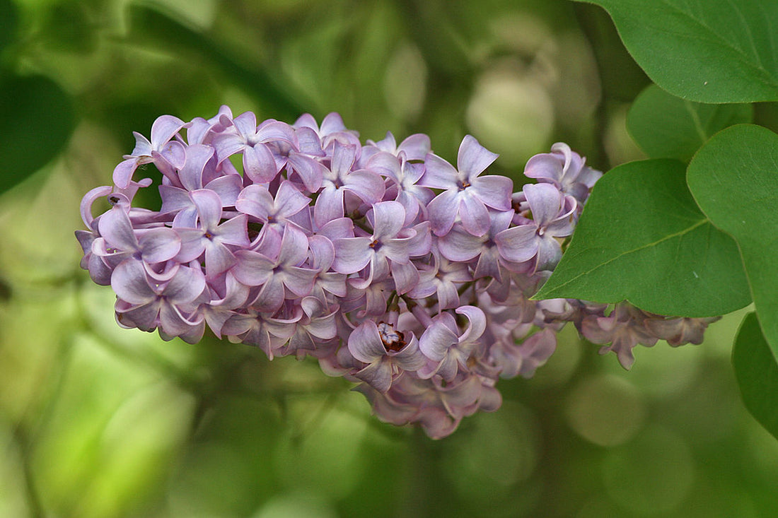 30 de sfaturi pentru întreținerea liliacului (Syringa sp.)