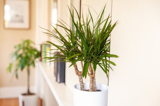 Dracaena marginata cunoscuta si sub numele de copacul dragon